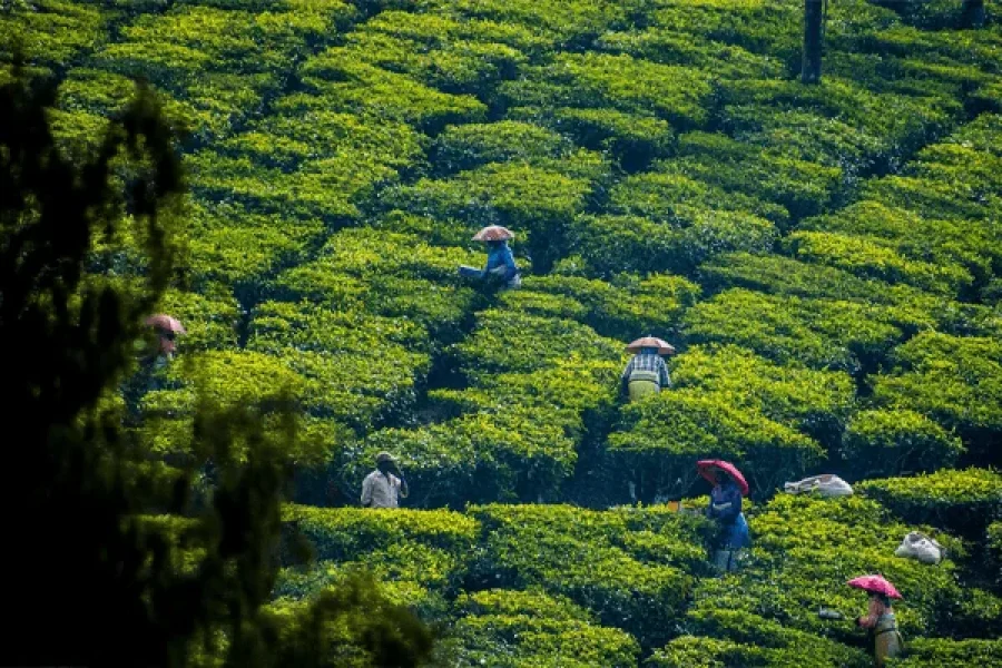 Kerala’s Hidden Gems: Waterfalls, Wildlife, and Backwater Bliss!