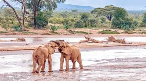 <span> Day 3 </span> Maasai Mara to Serengeti