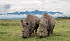 <span> Day 4 </span> Serengeti to Ngorongoro Conservation Area